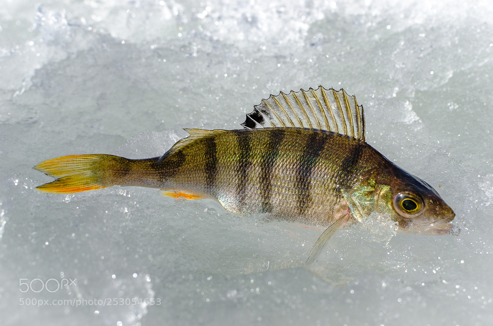 Nikon D7000 sample photo. Winter fishing from the photography