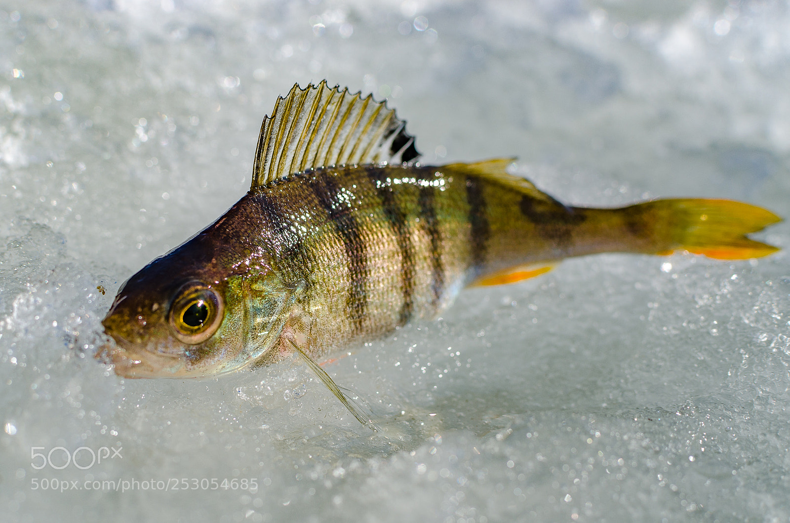 Nikon D7000 sample photo. Winter fishing from the photography