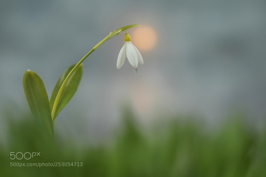 Canon EOS 7D Mark II sample photo. A snowdrop photography