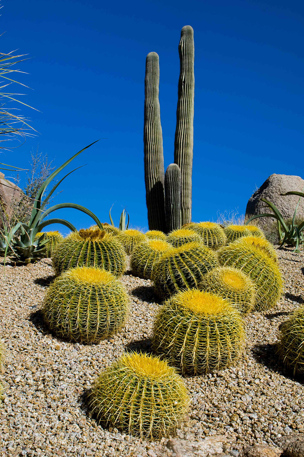 Nikon D300 sample photo. Arizona catus photography