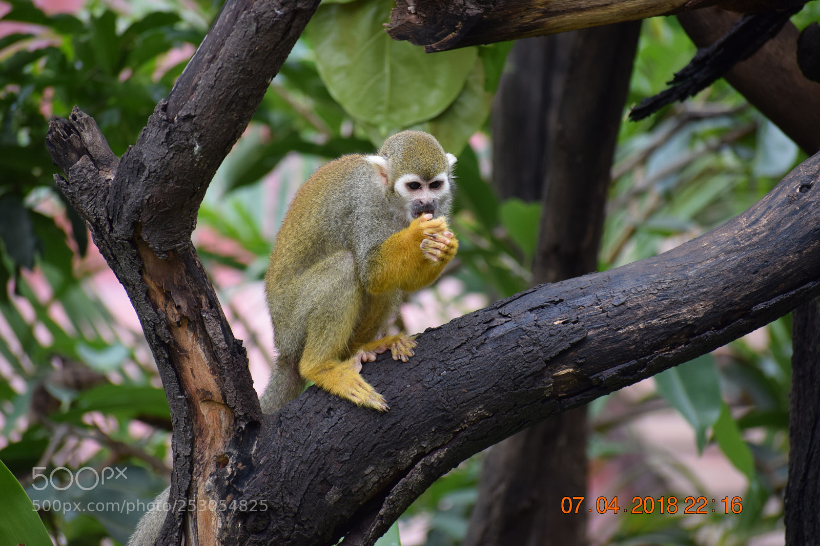 Nikon D3300 sample photo. Squarrel monkey photography