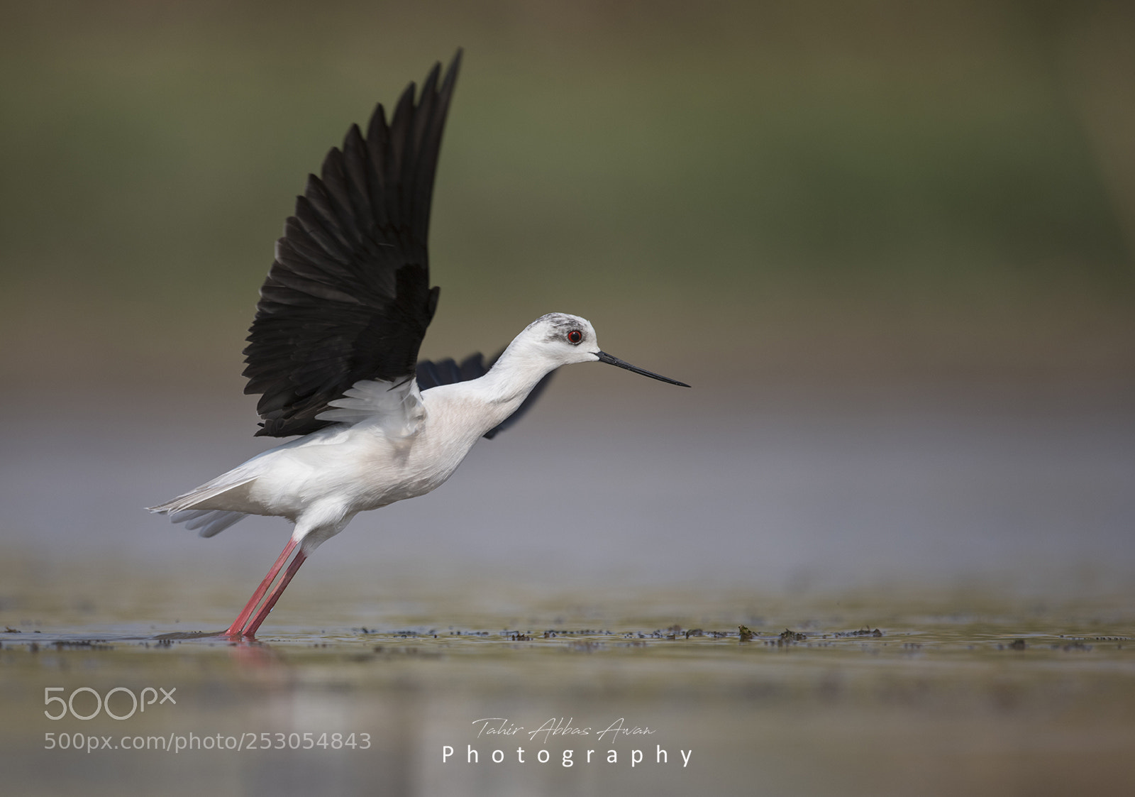 Nikon D850 sample photo. Black winged stilt photography