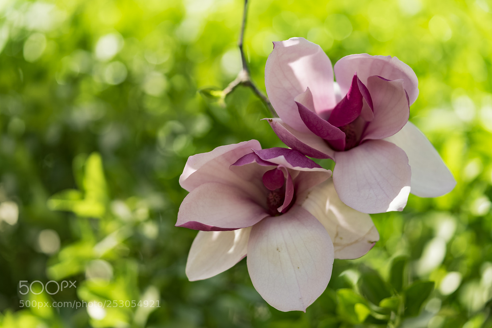 Sony a7R II sample photo. Flowers under the sunshine photography