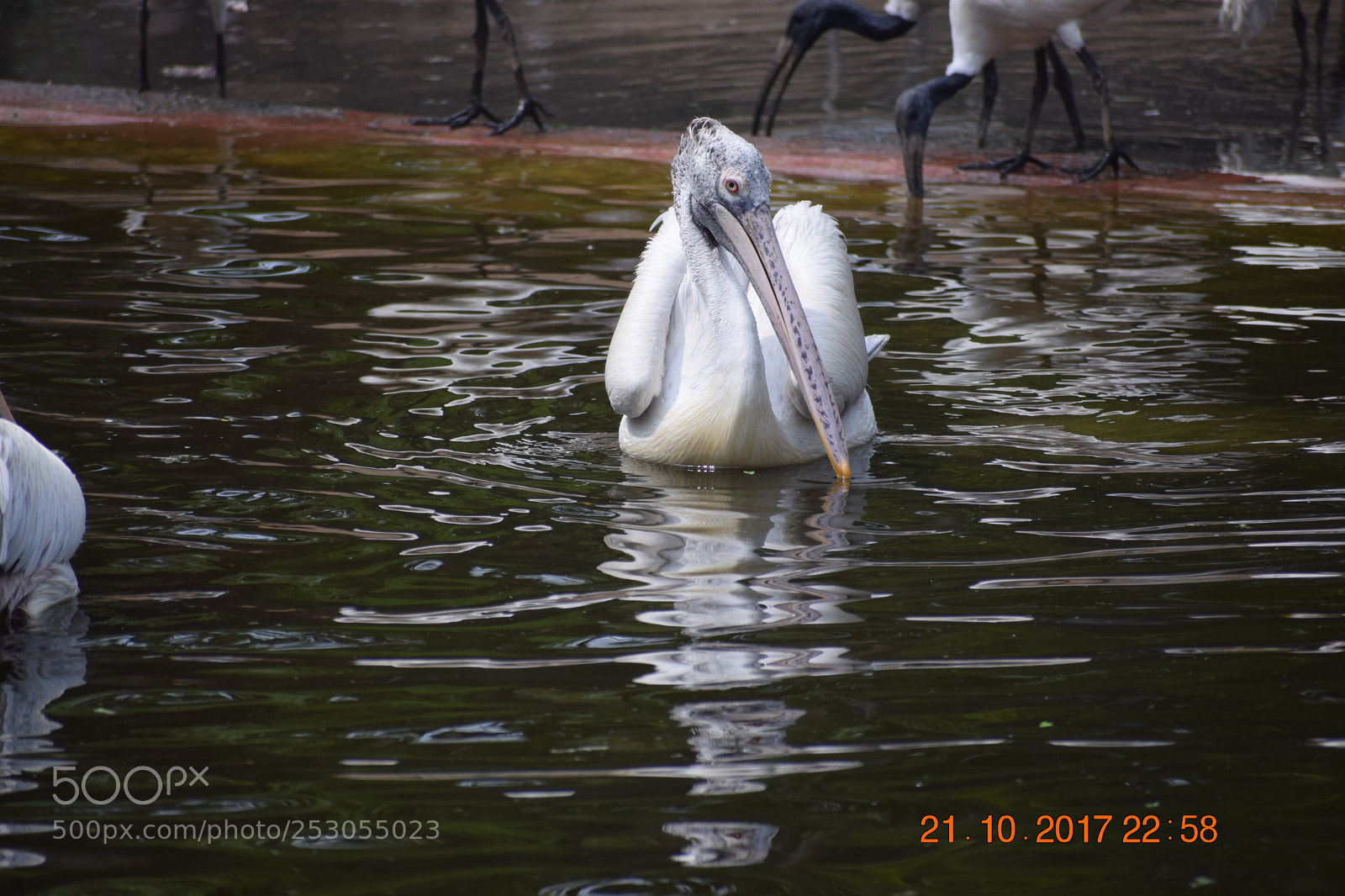 Nikon D3300 sample photo. Pelican photography