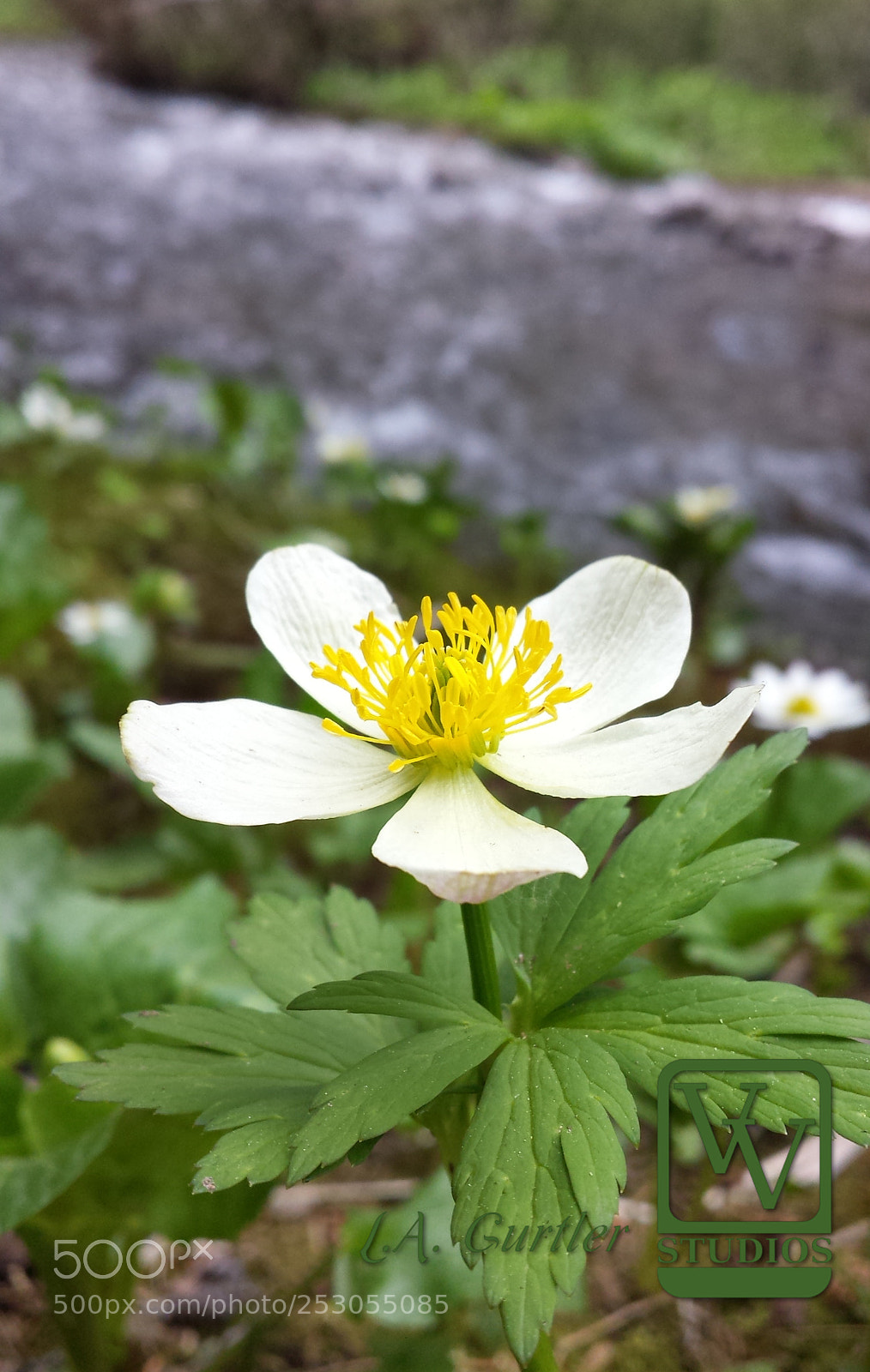 Samsung Galaxy S4 sample photo. Spreading globeflower and river photography
