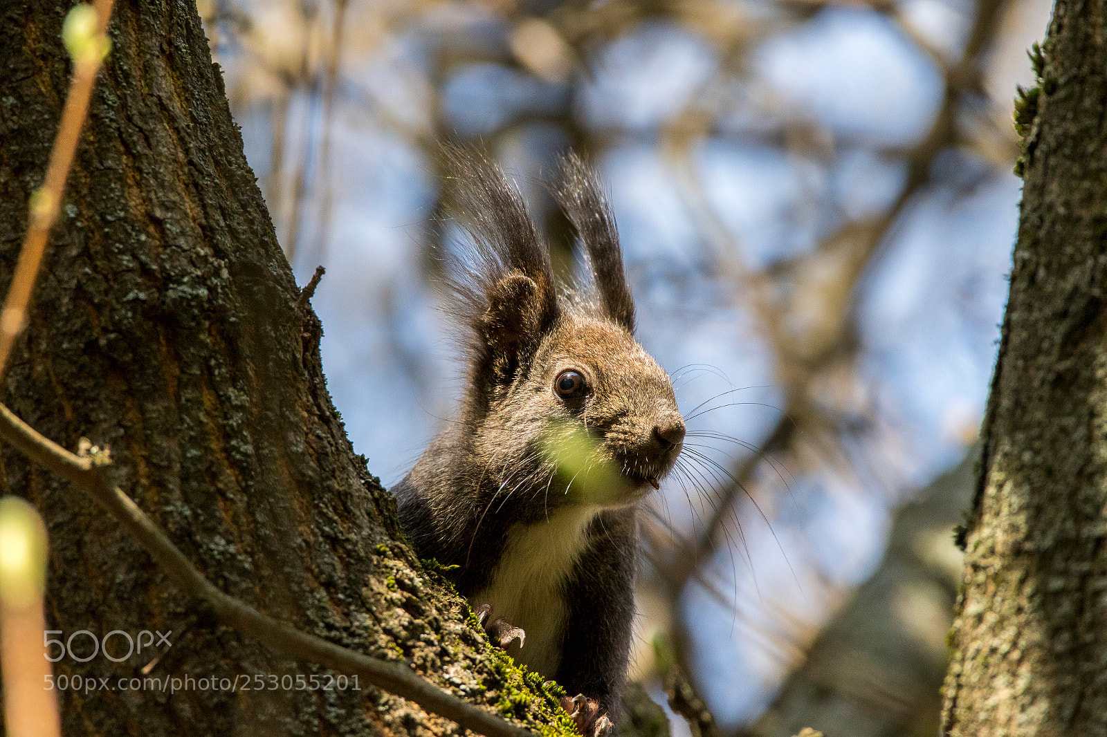 Canon EOS 7D Mark II sample photo. Squirrel photography