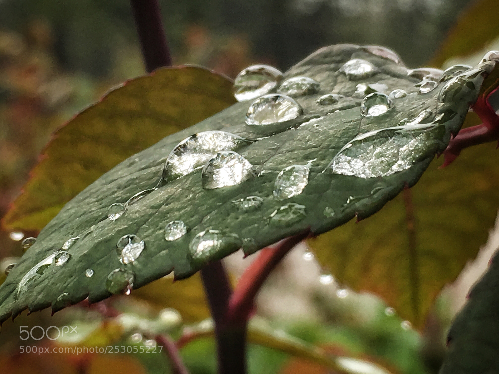 Apple iPhone 6s sample photo. Untitled photography