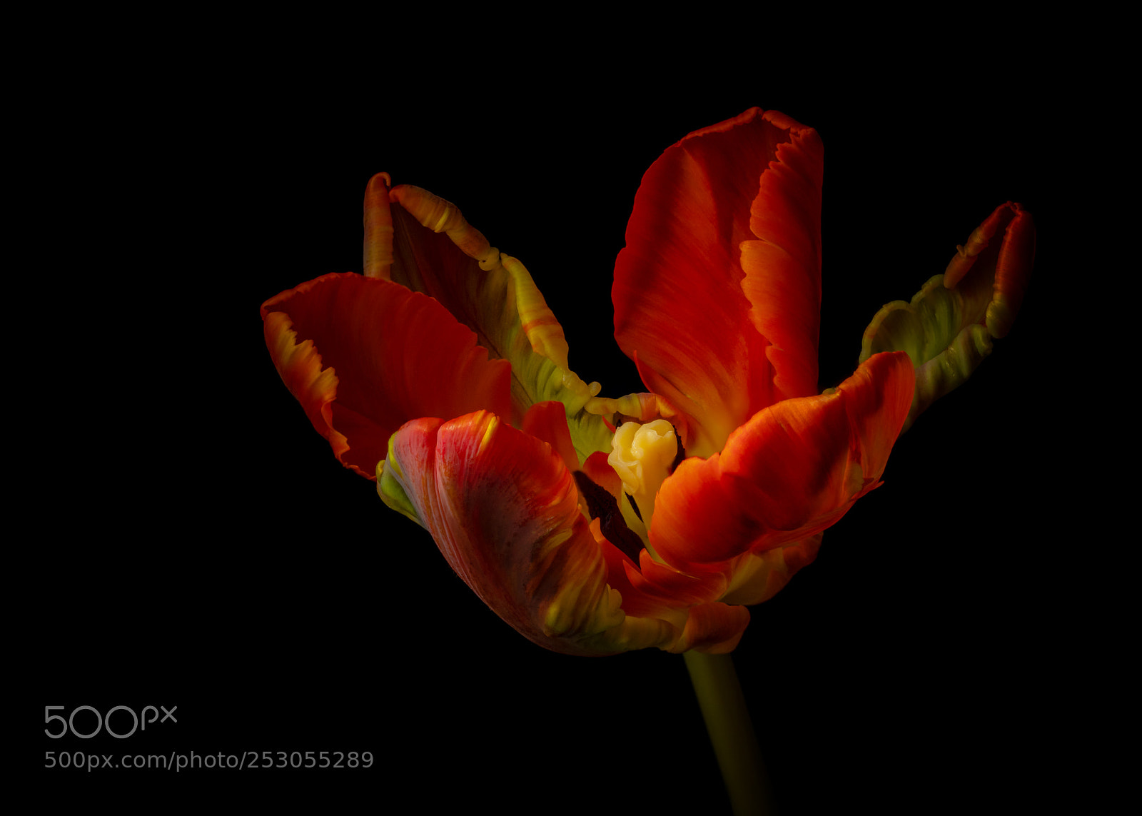 Sony a7R II sample photo. Tulip photography