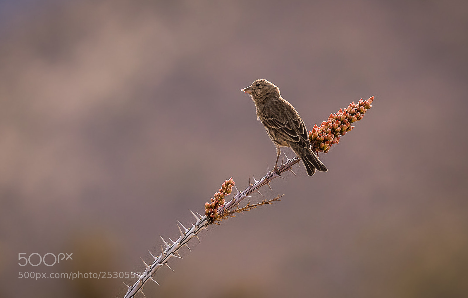 Nikon D500 sample photo. House finch in arizona photography