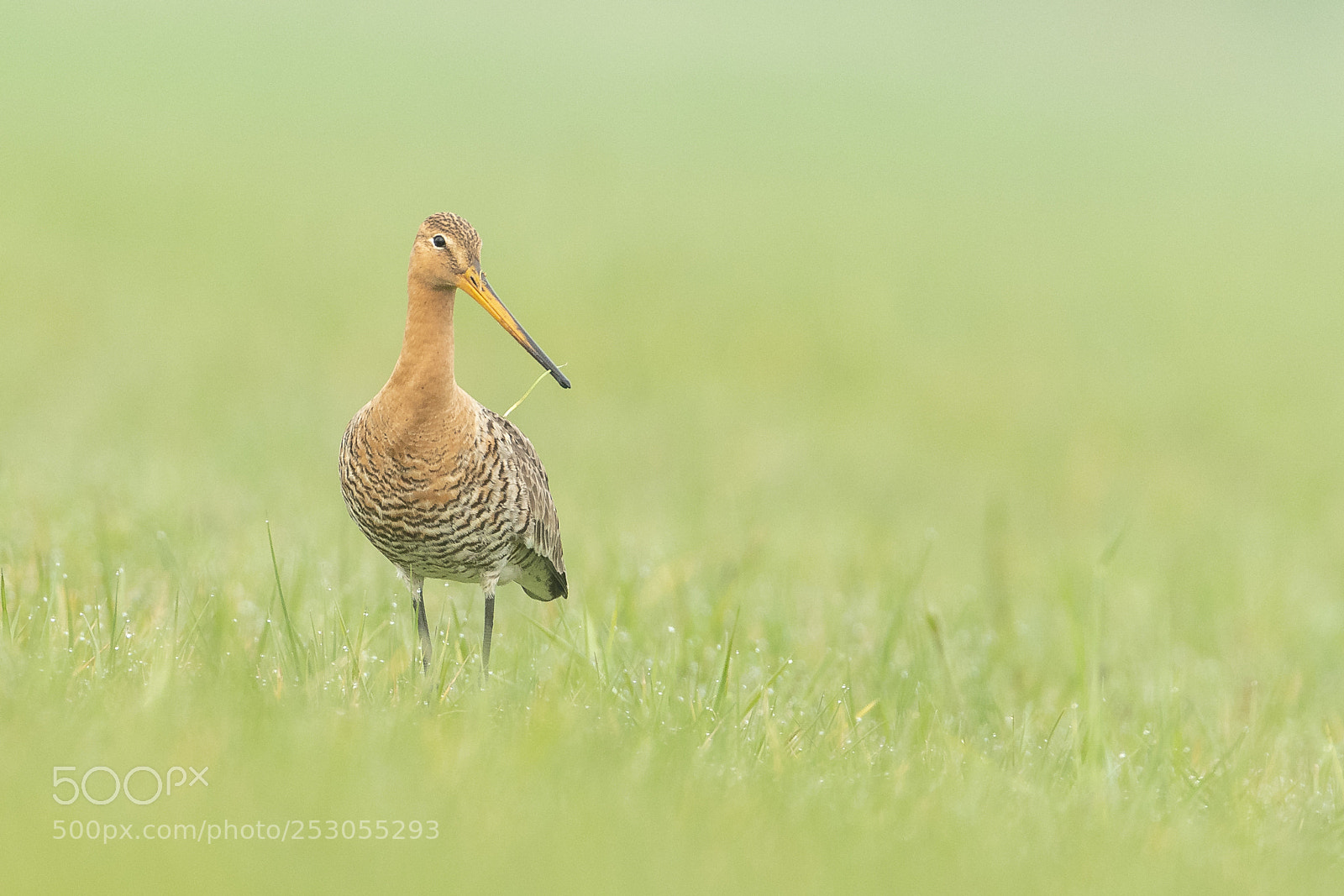Nikon D500 sample photo. Black-tailed godwit photography