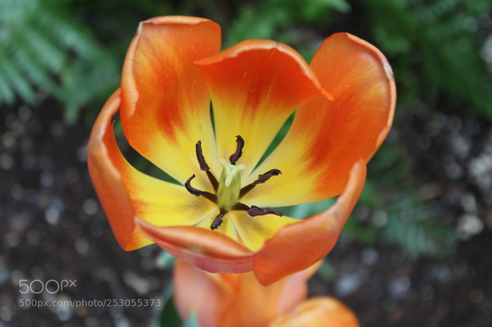 Canon EOS 1300D (EOS Rebel T6 / EOS Kiss X80) sample photo. Orange flower photography