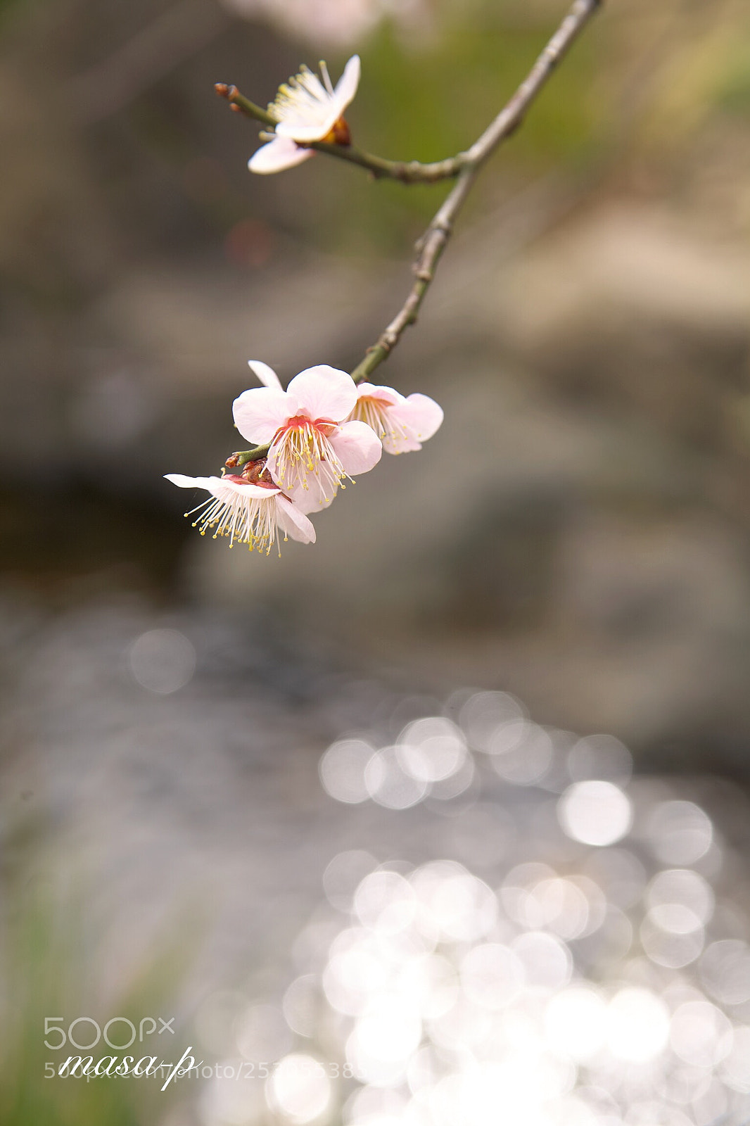 Canon EOS 5D sample photo. Japanese plum
 photography