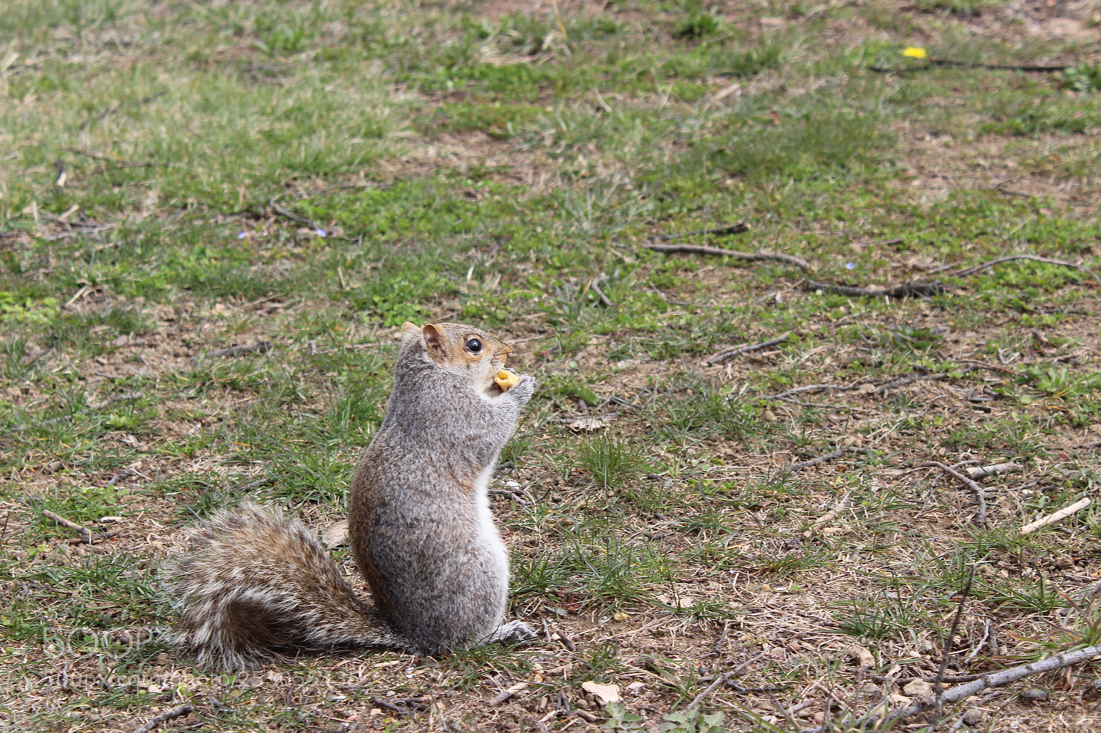 Canon EOS 1300D (EOS Rebel T6 / EOS Kiss X80) sample photo. Squirrel with bugle photography