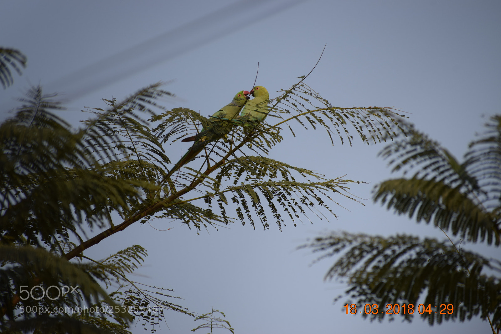 Nikon D3300 sample photo. Parrots photography