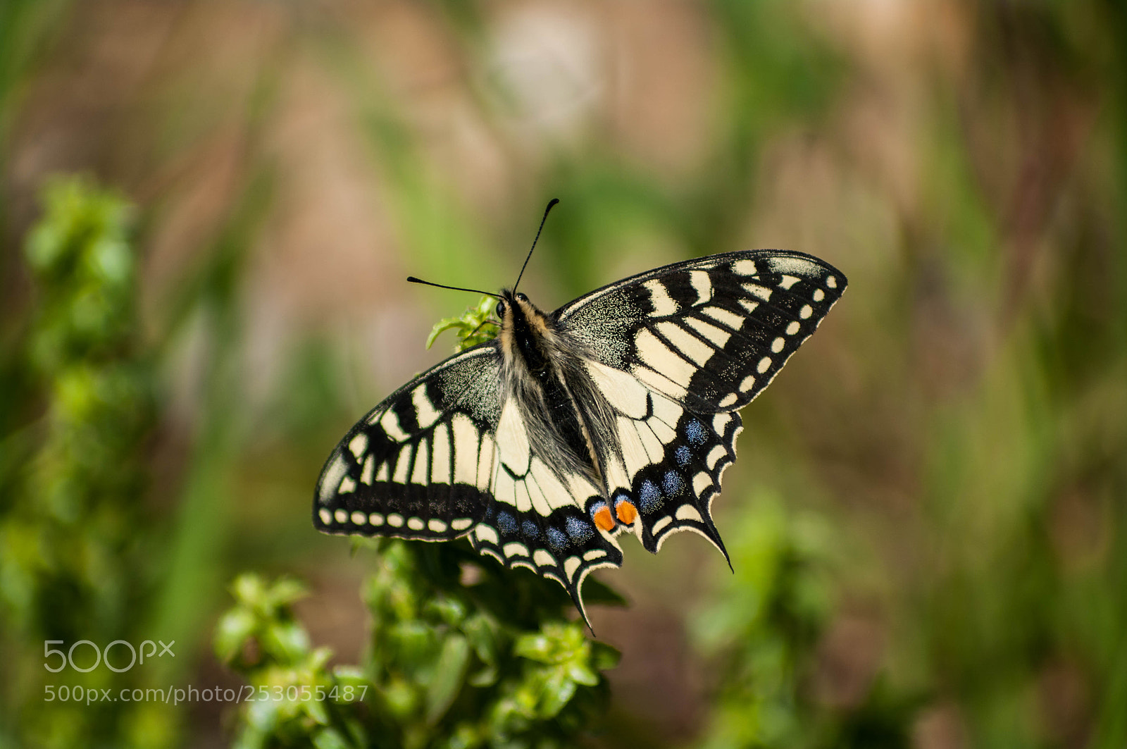 Pentax K20D sample photo. Papilio machaon photography