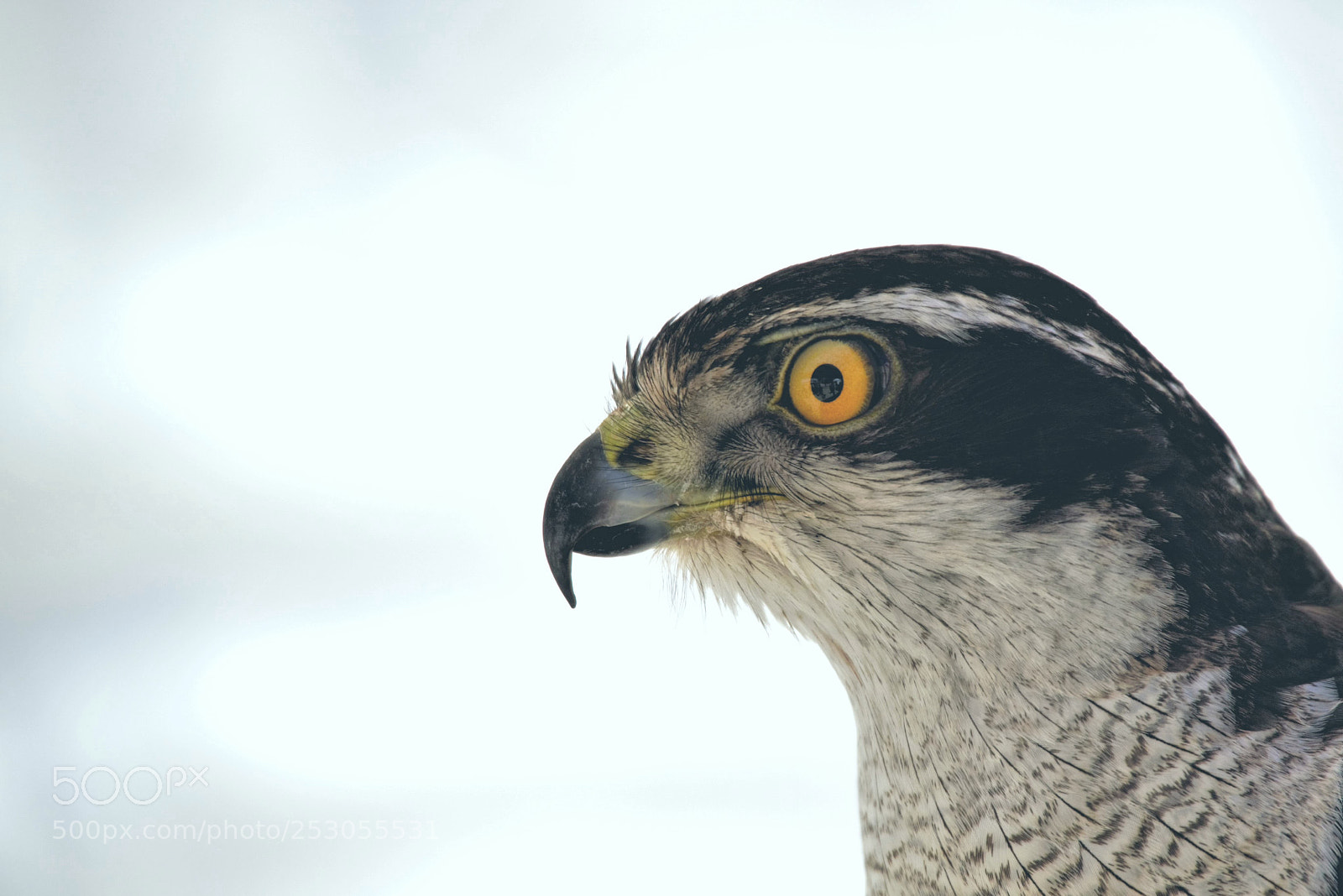 Nikon D800 sample photo. Believe your eyes only. photography