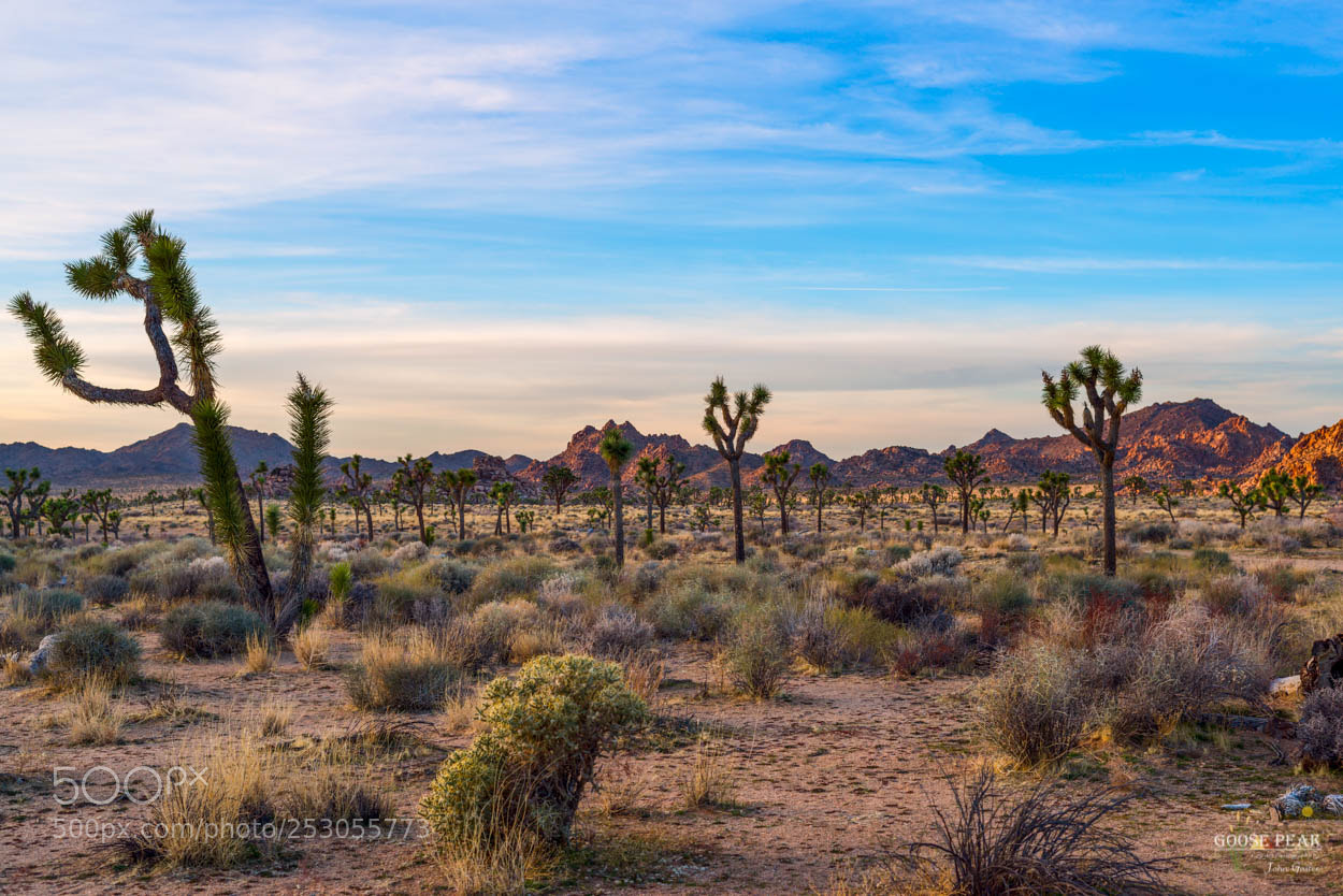 Sony a7R sample photo. Desert in the joshua photography