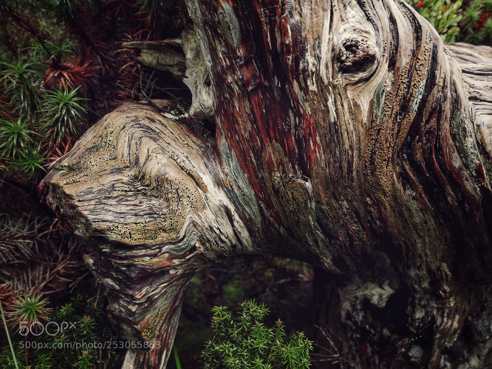 Panasonic Lumix DMC-LX100 sample photo. Ancient snowgum photography