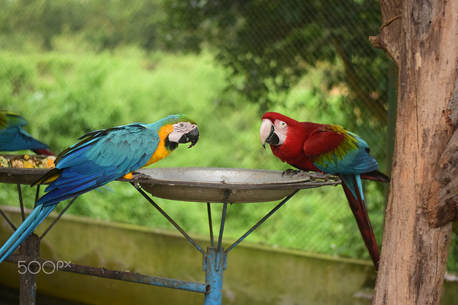 Nikon AF-S Nikkor 50mm F1.8G sample photo. Macaw couple photography