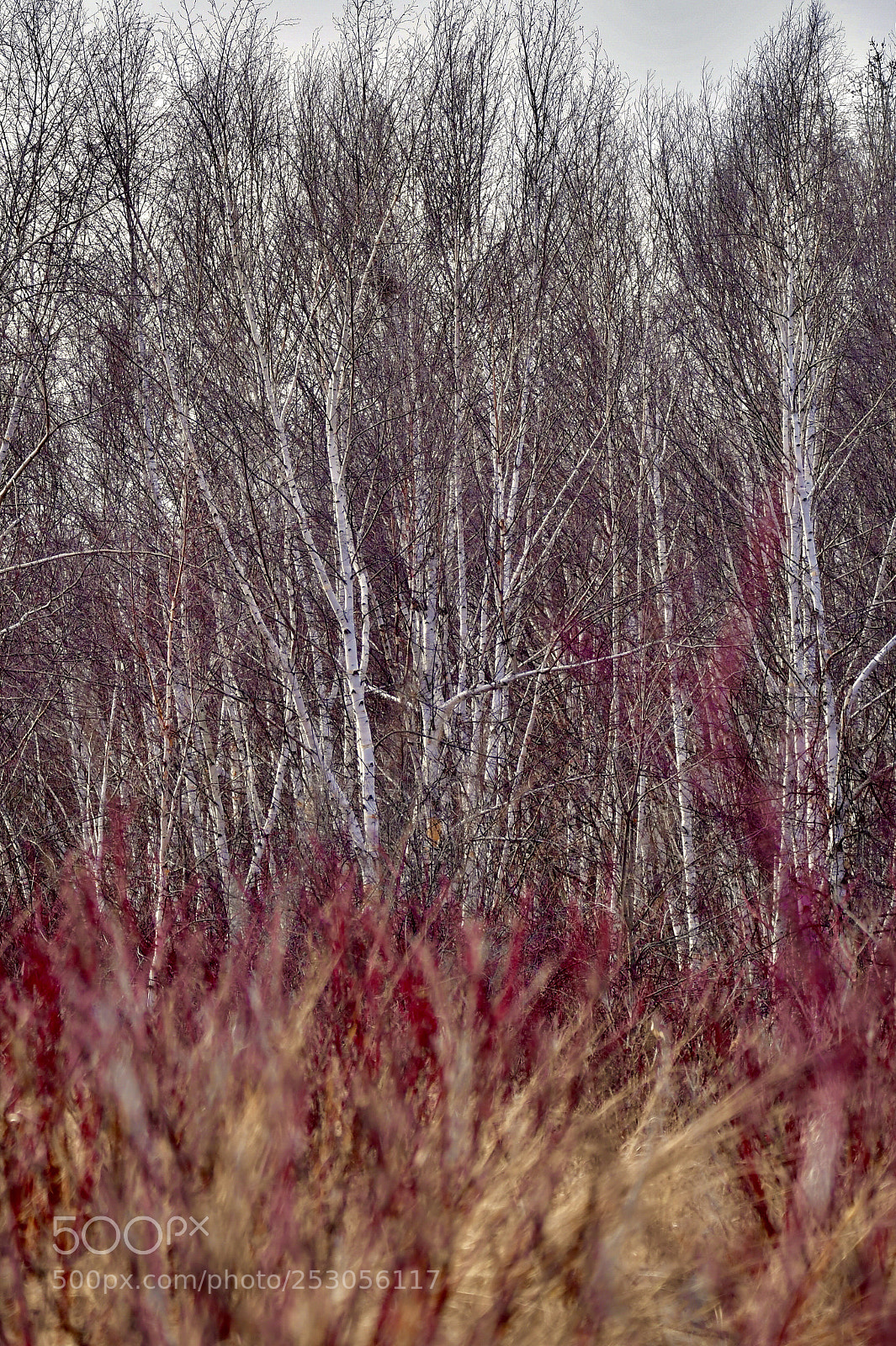 Nikon D5 sample photo. Color of white & red photography