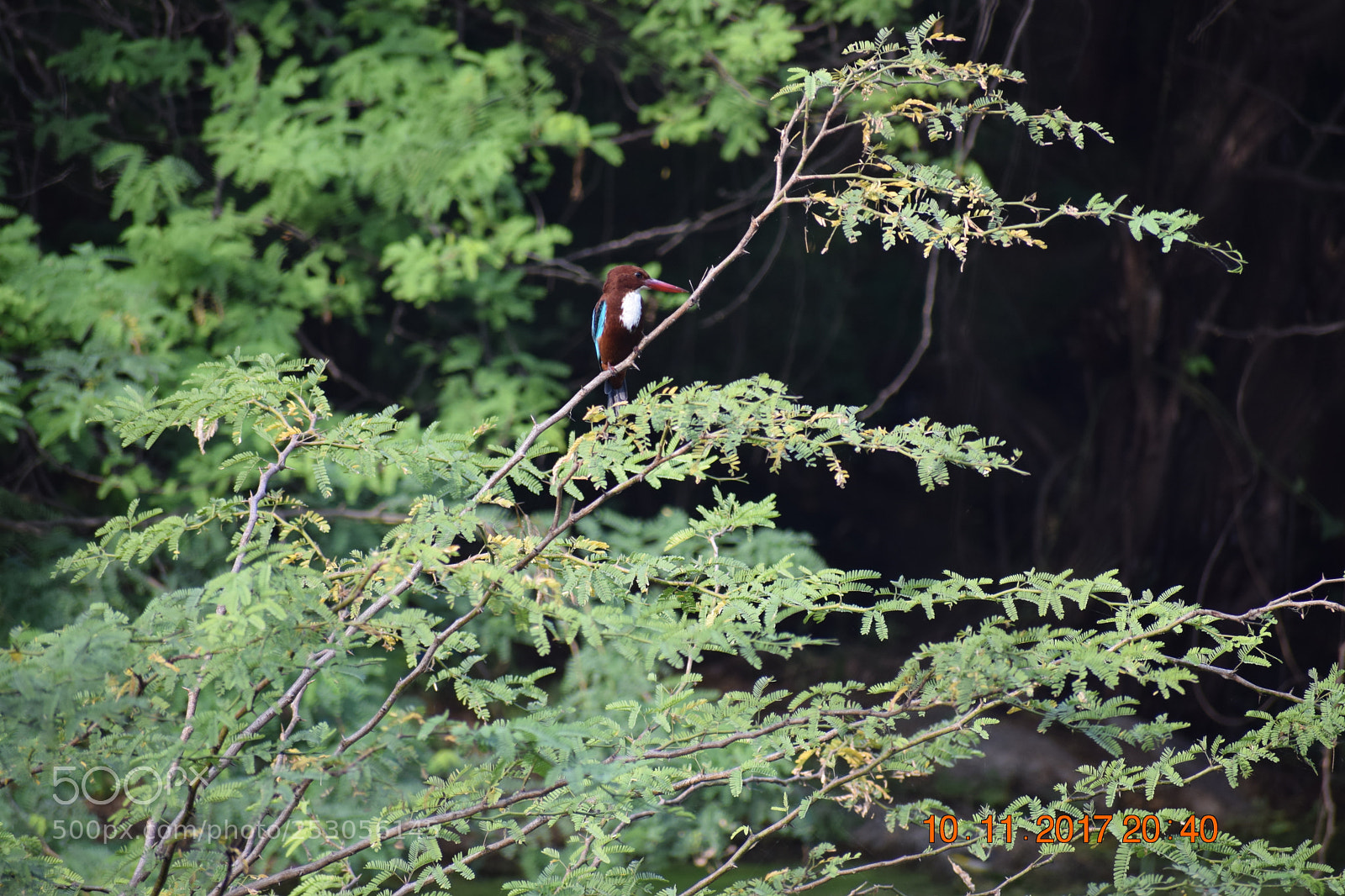 Nikon D3300 sample photo. Kingfisher bird photography