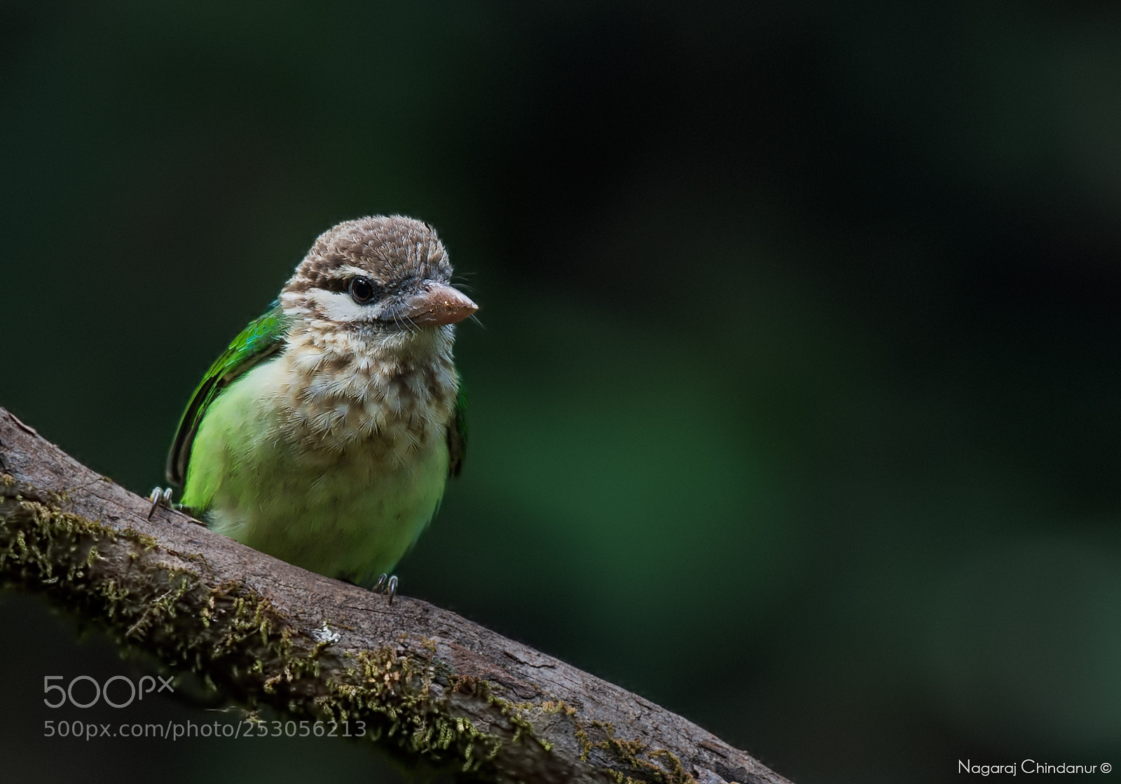 Nikon D4S sample photo. White cheeked barbet photography
