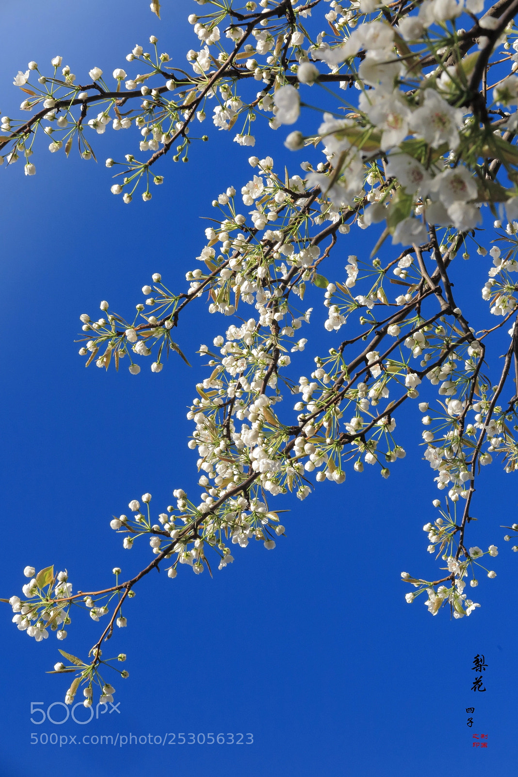 Canon PowerShot G1 X Mark II sample photo. Pear flowers photography
