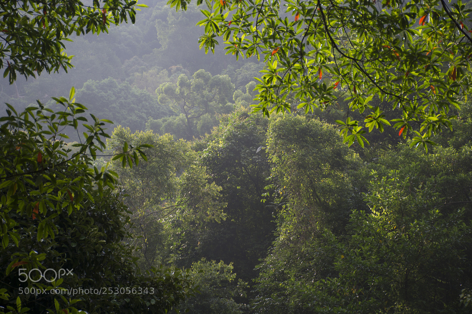 Nikon D7100 sample photo. The forest photography