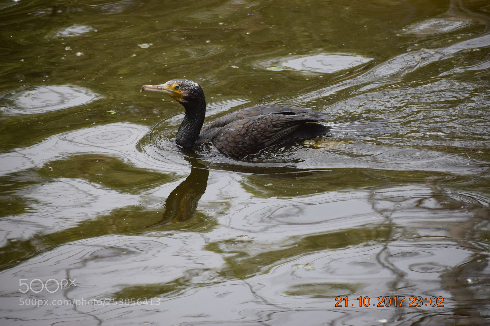 Nikon D3300 sample photo. Bird photography