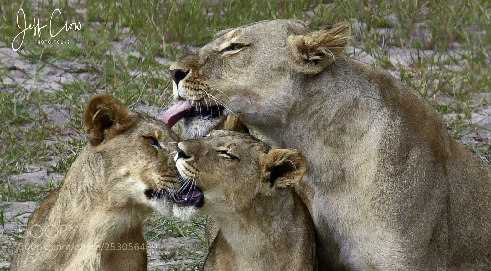 Nikon D500 sample photo. Motherly love photography