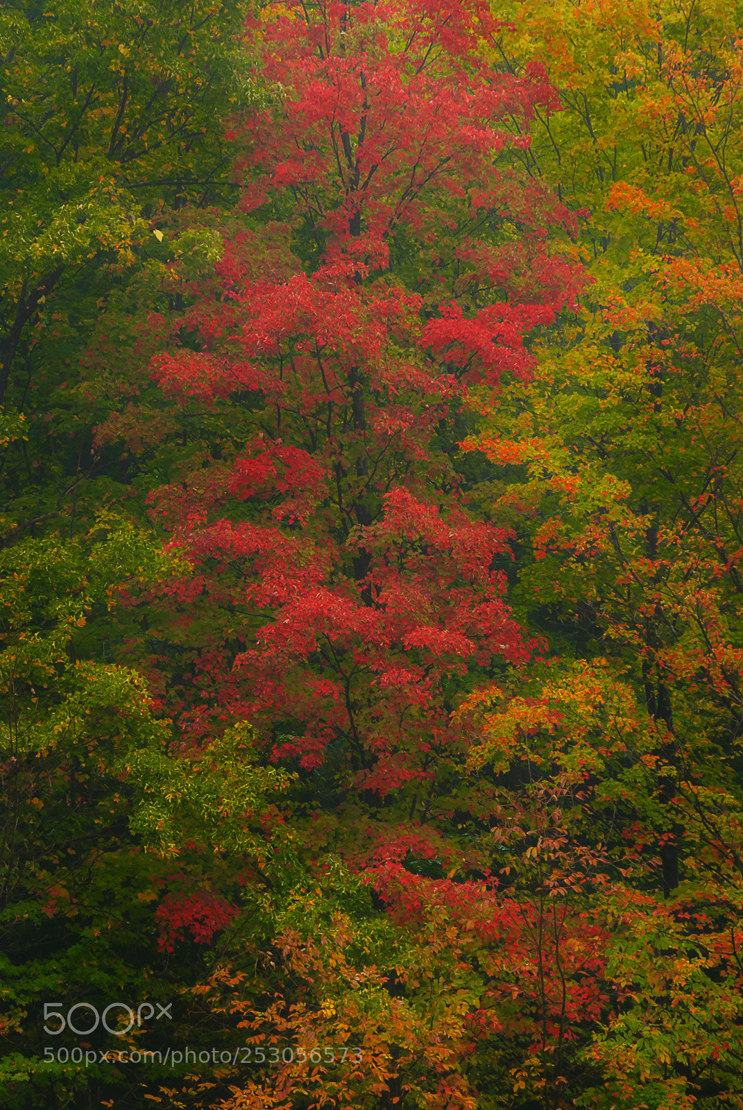 Nikon D200 sample photo. Nature photography