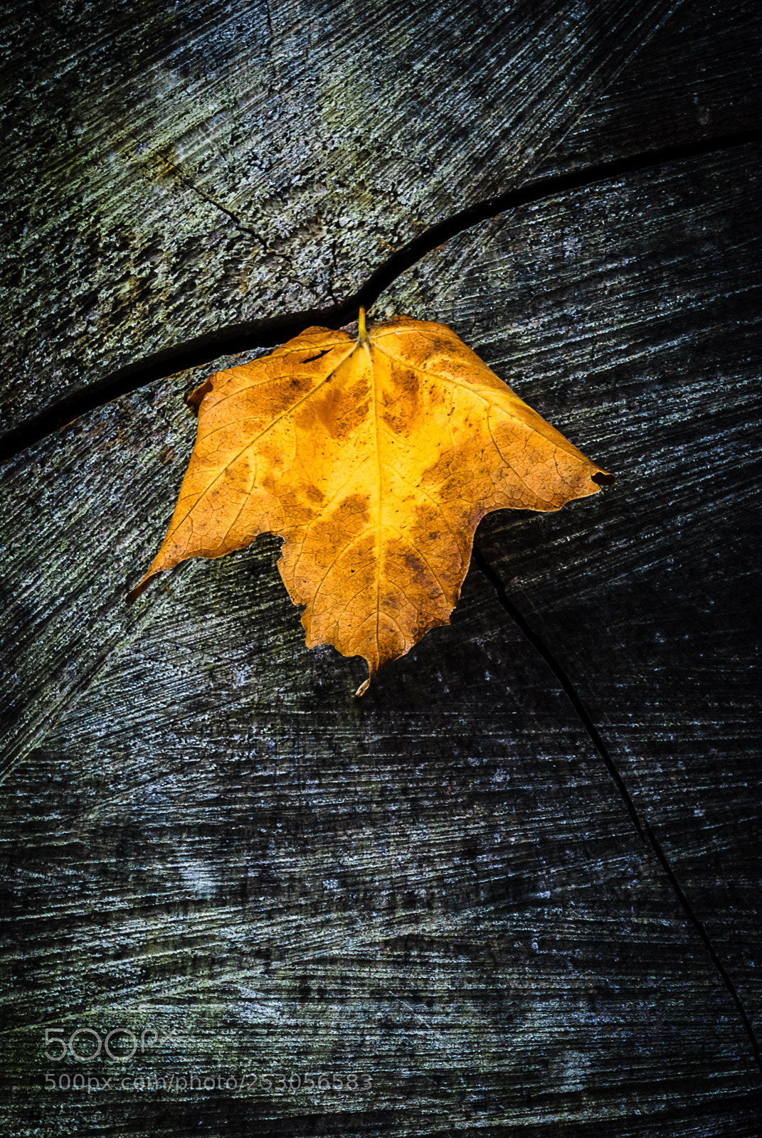 Nikon D200 sample photo. Nature photography
