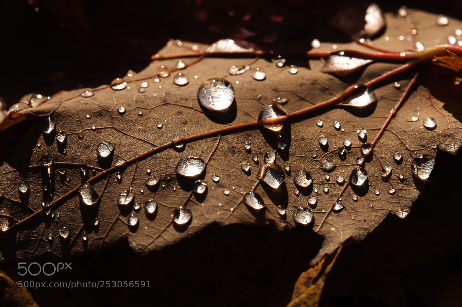 Nikon D300S sample photo. Nature photography