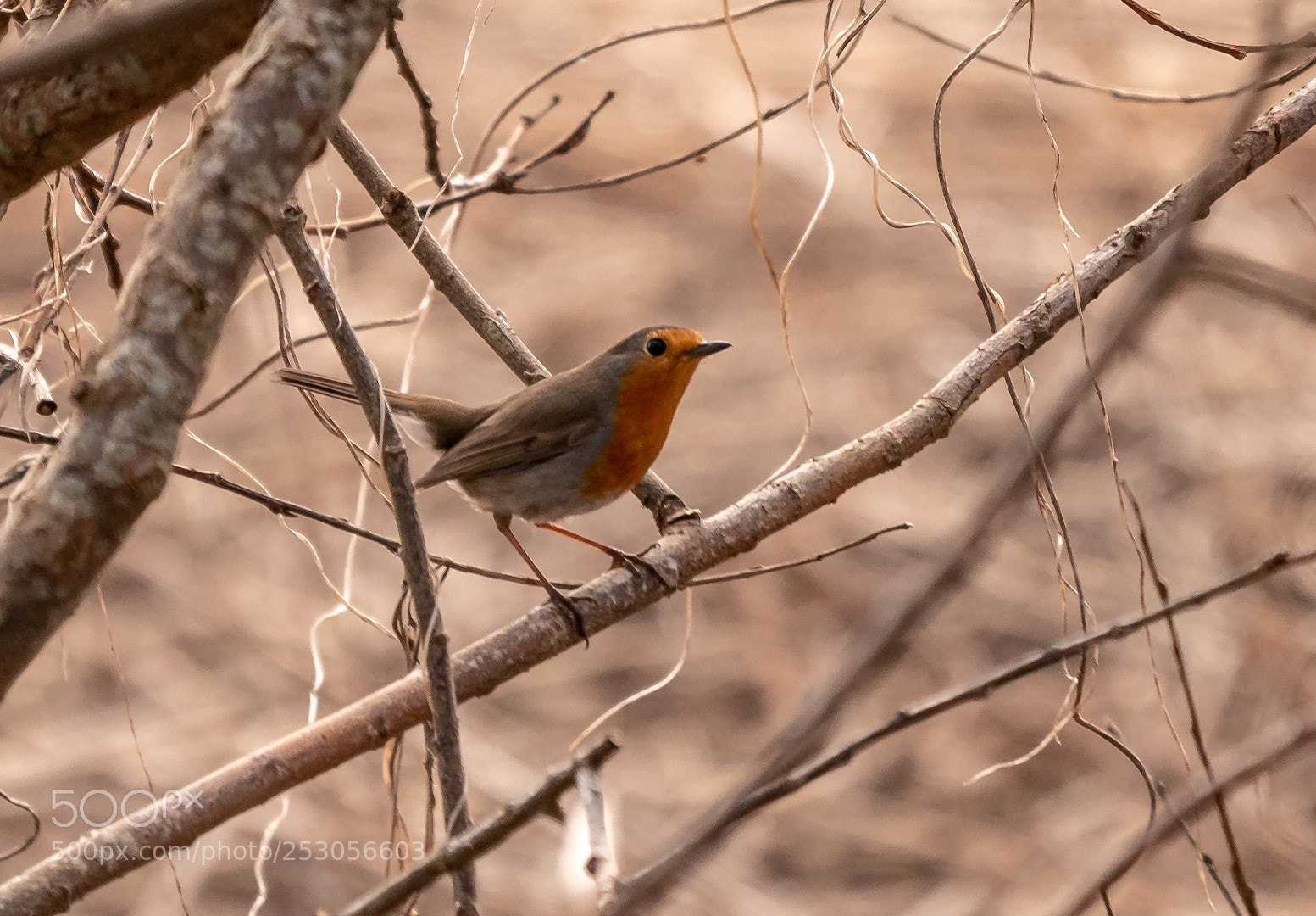 Panasonic Lumix DMC-GX85 (Lumix DMC-GX80 / Lumix DMC-GX7 Mark II) sample photo. Erithacus rubecula photography