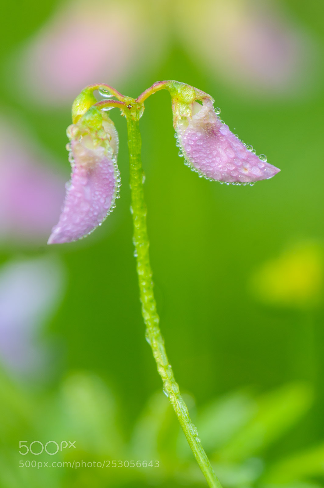 Nikon D300S sample photo. Nature photography