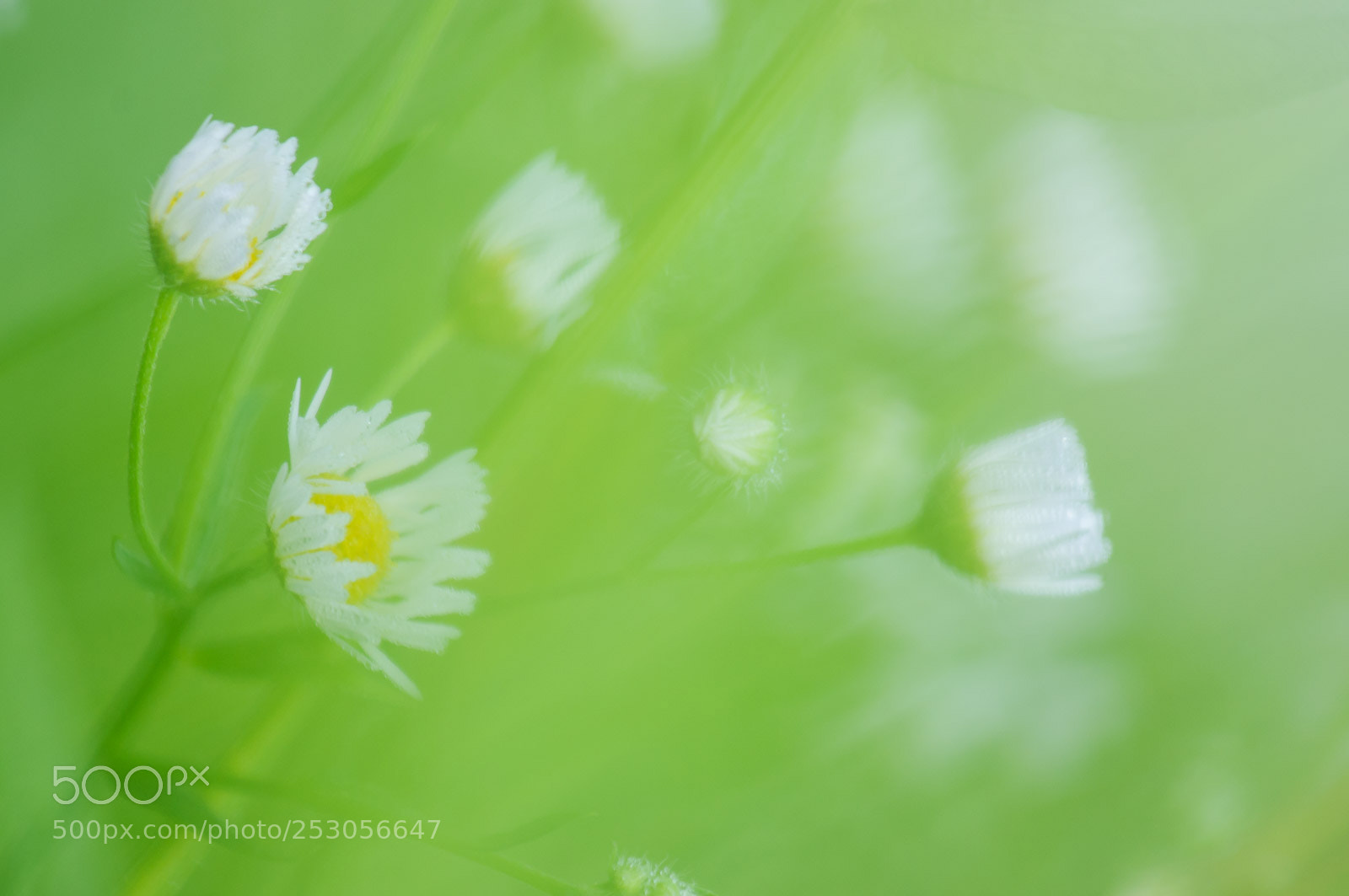 Nikon D300S sample photo. Nature photography
