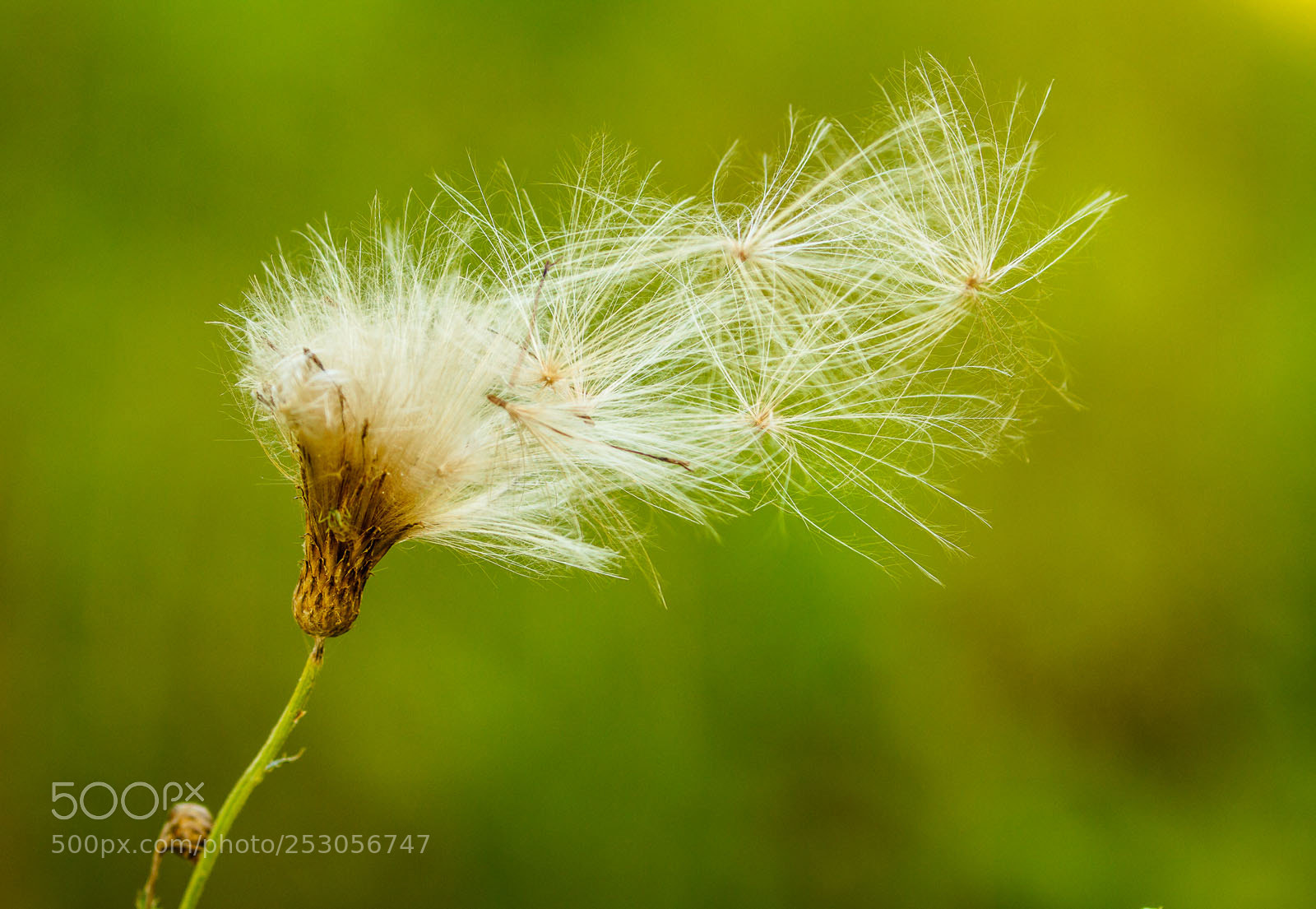 Canon EOS 7D sample photo. Copy photography