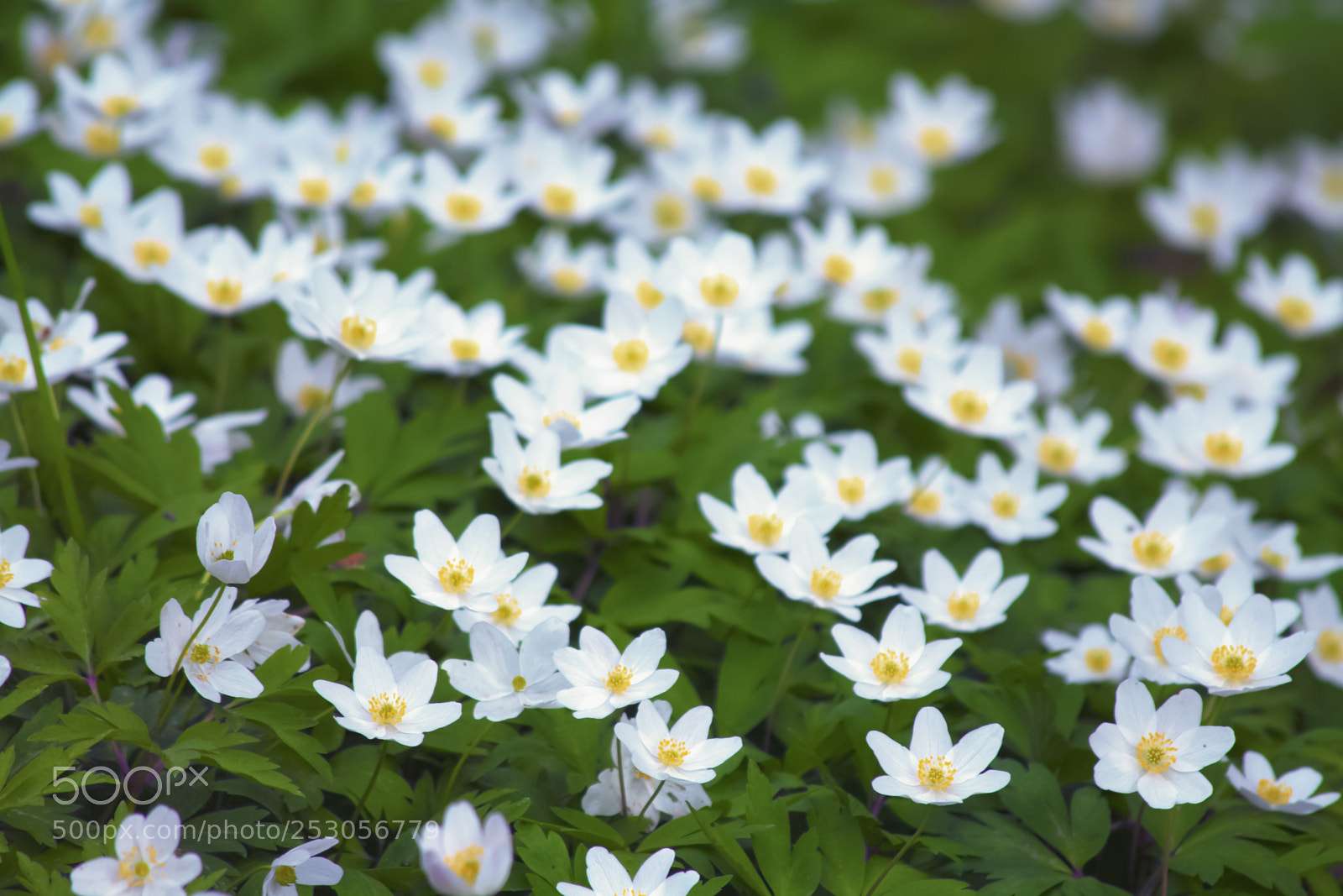 Canon EOS 7D sample photo. White anemones in the photography