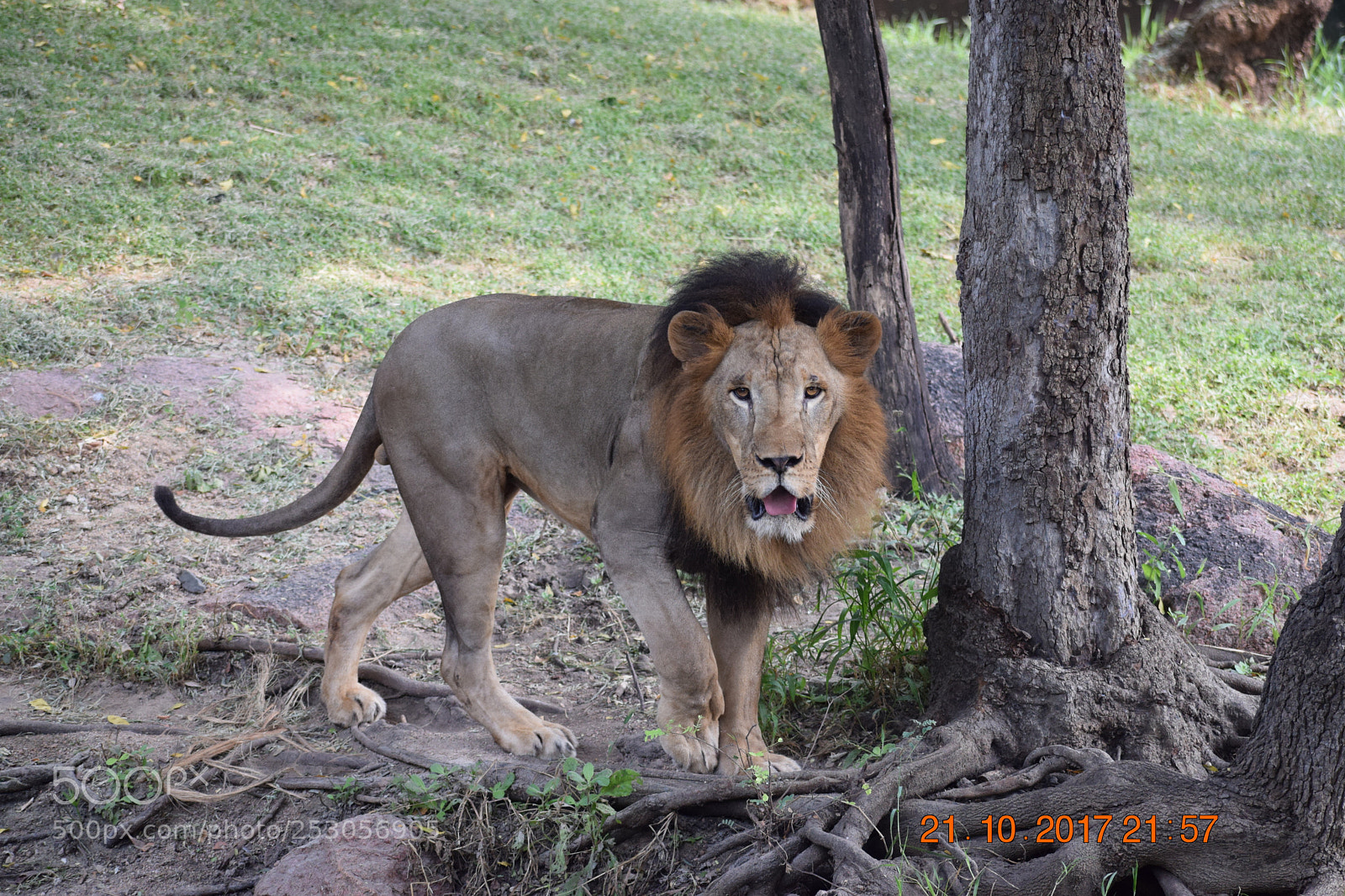 Nikon D3300 sample photo. African lion photography