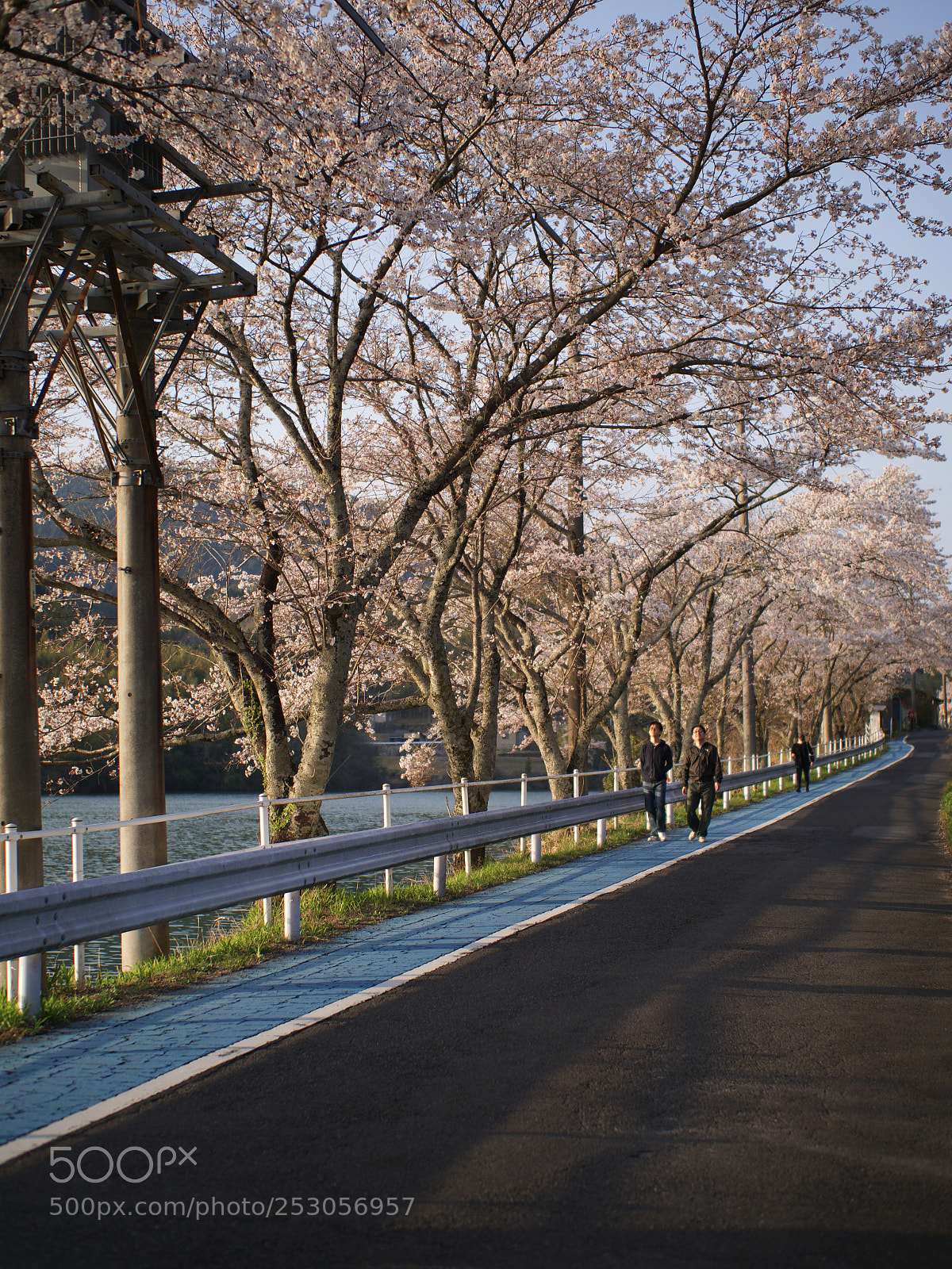 Olympus OM-D E-M1 Mark II sample photo. 3月31日| march 31 photography