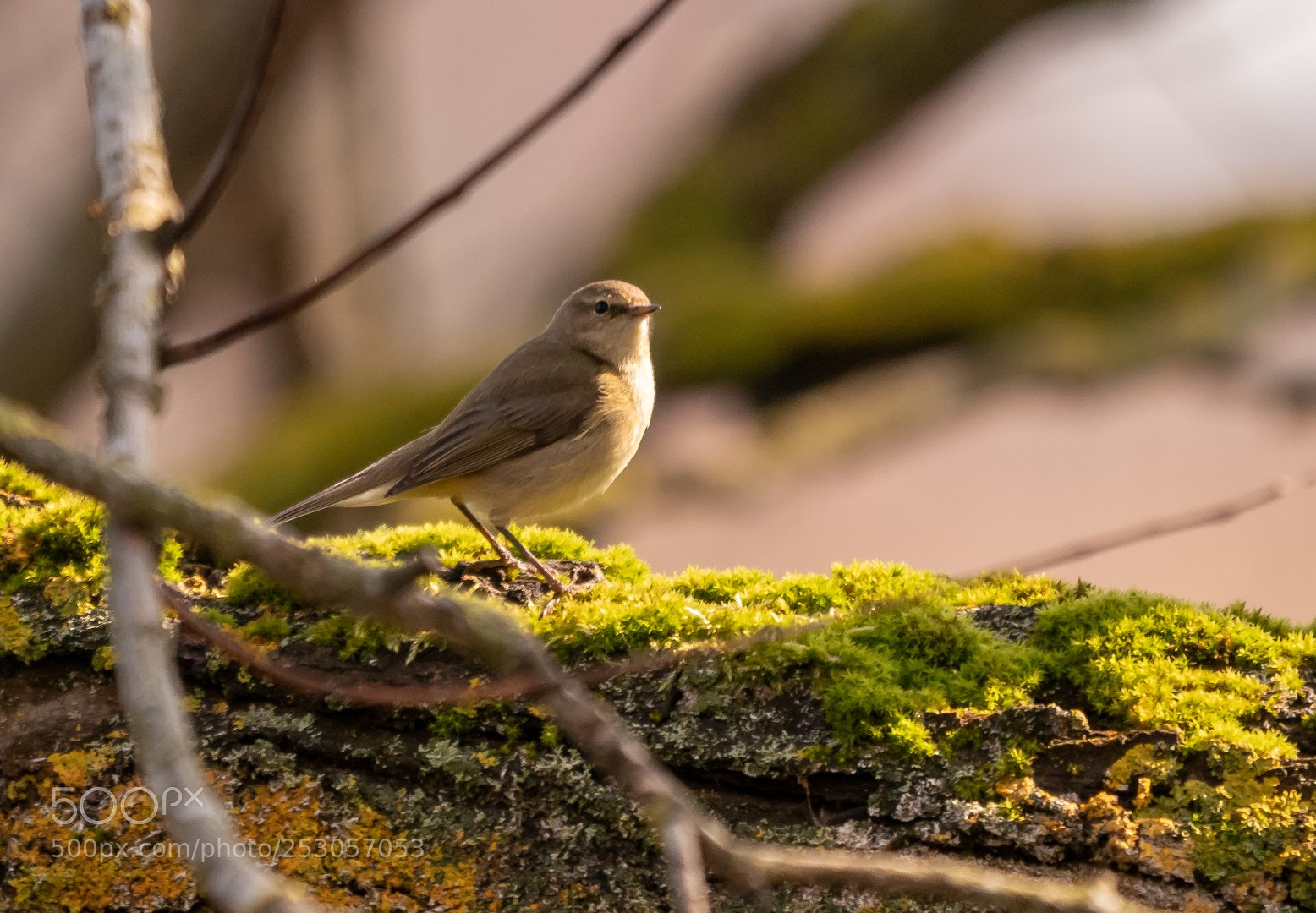 Panasonic Lumix DMC-GX85 (Lumix DMC-GX80 / Lumix DMC-GX7 Mark II) sample photo. Phoenicurus phoenicurus  female photography