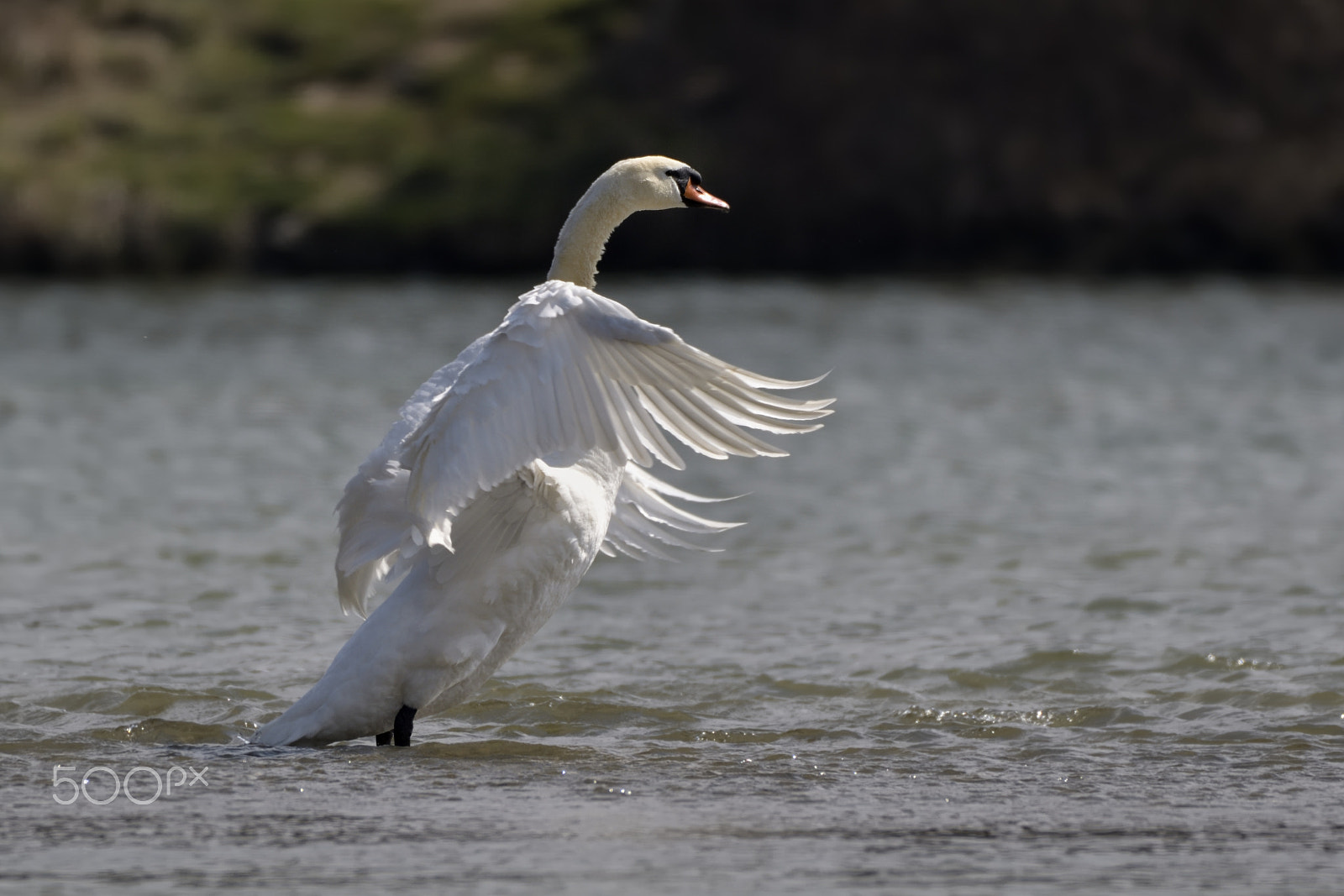 Nikon AF-S Nikkor 200-500mm F5.6E ED VR sample photo. Swan (cygnus olor) photography