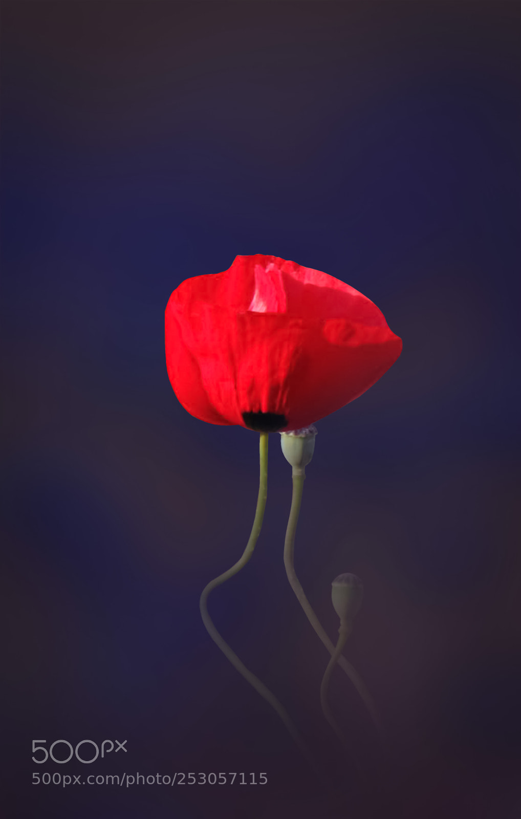 Canon EOS 7D sample photo. Red poppy on the photography