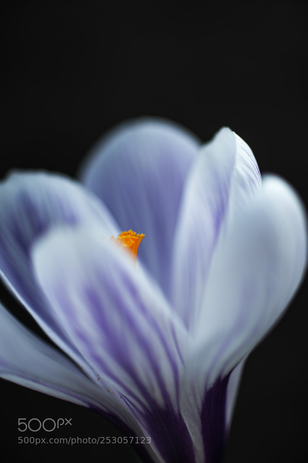 Sony SLT-A99V sample photo. 幽玄 photography