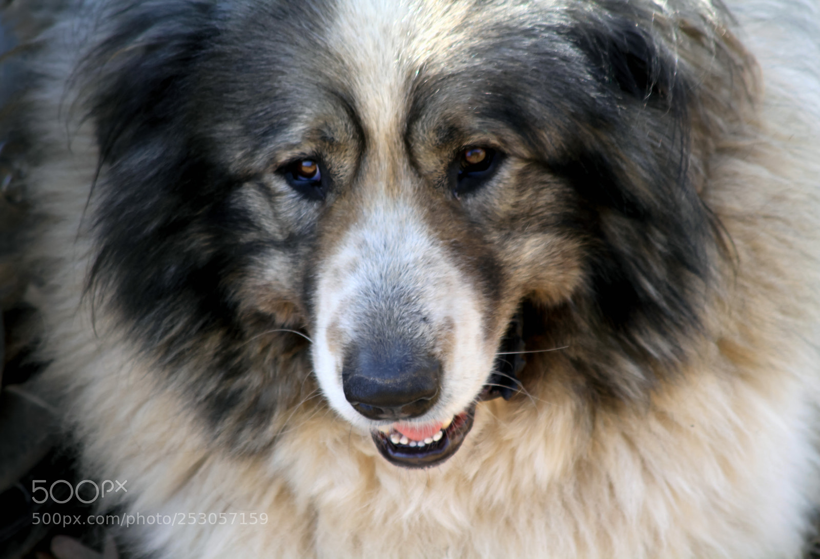 Canon EOS 7D sample photo. Caucassian dog photography