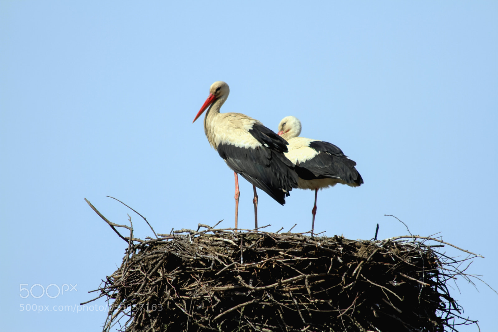 Canon EOS 7D sample photo. Storks have comeback returned photography