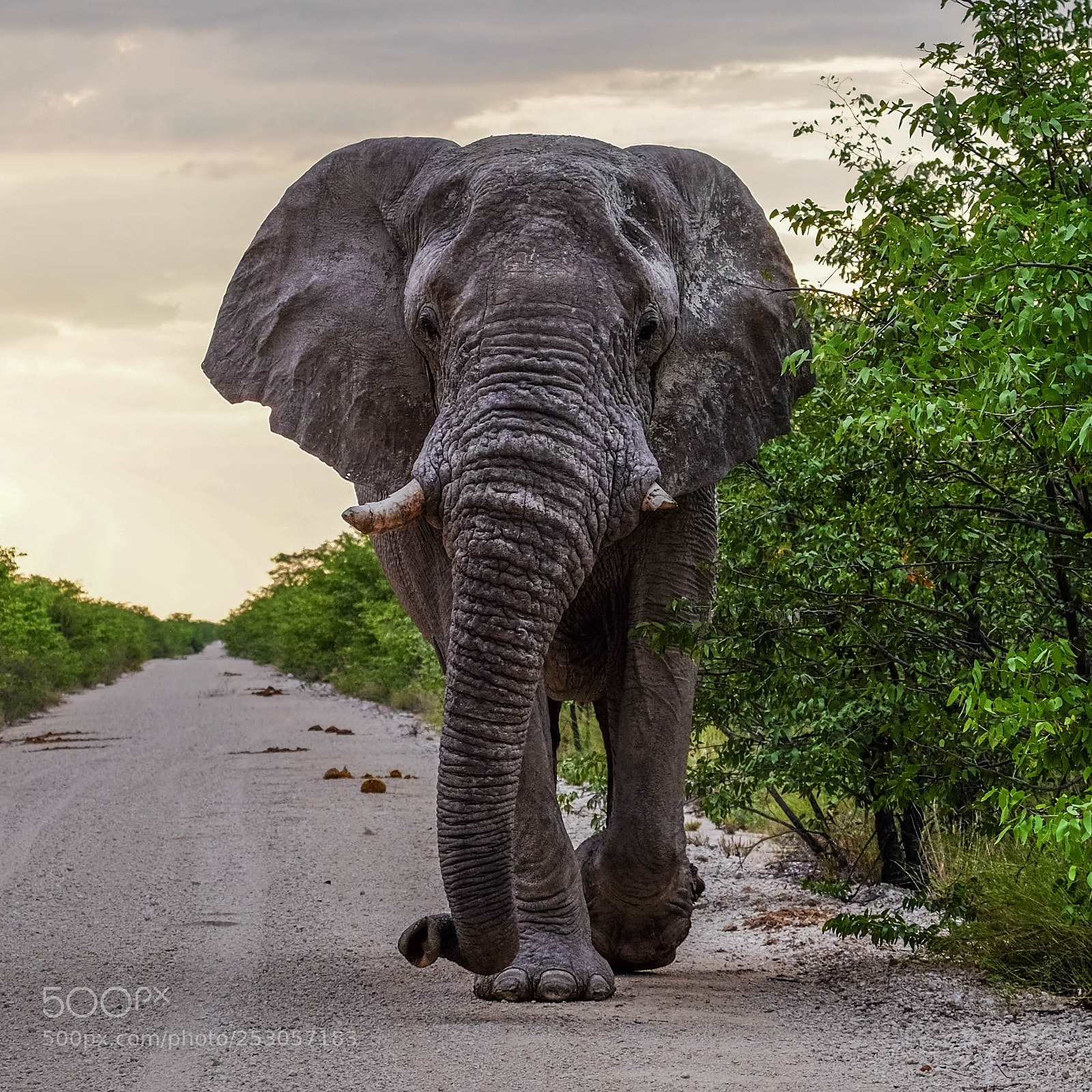 Fujifilm X-T1 sample photo. Elephant south africa photography