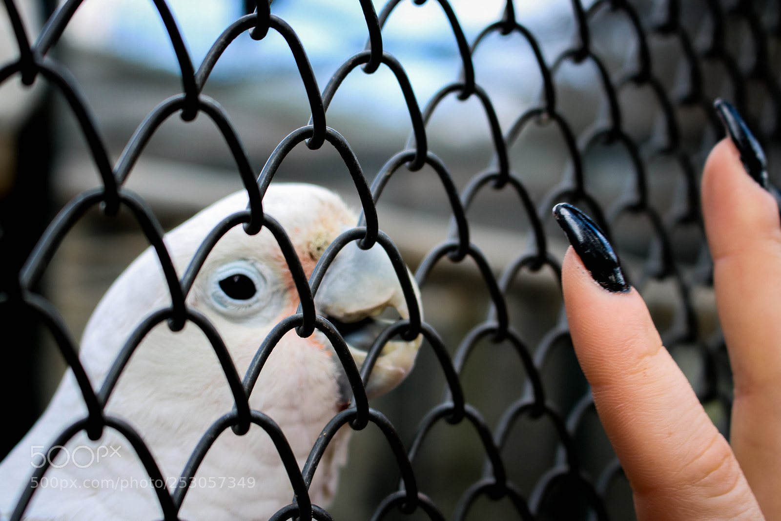 Canon EOS 750D (EOS Rebel T6i / EOS Kiss X8i) sample photo. Parrot photography