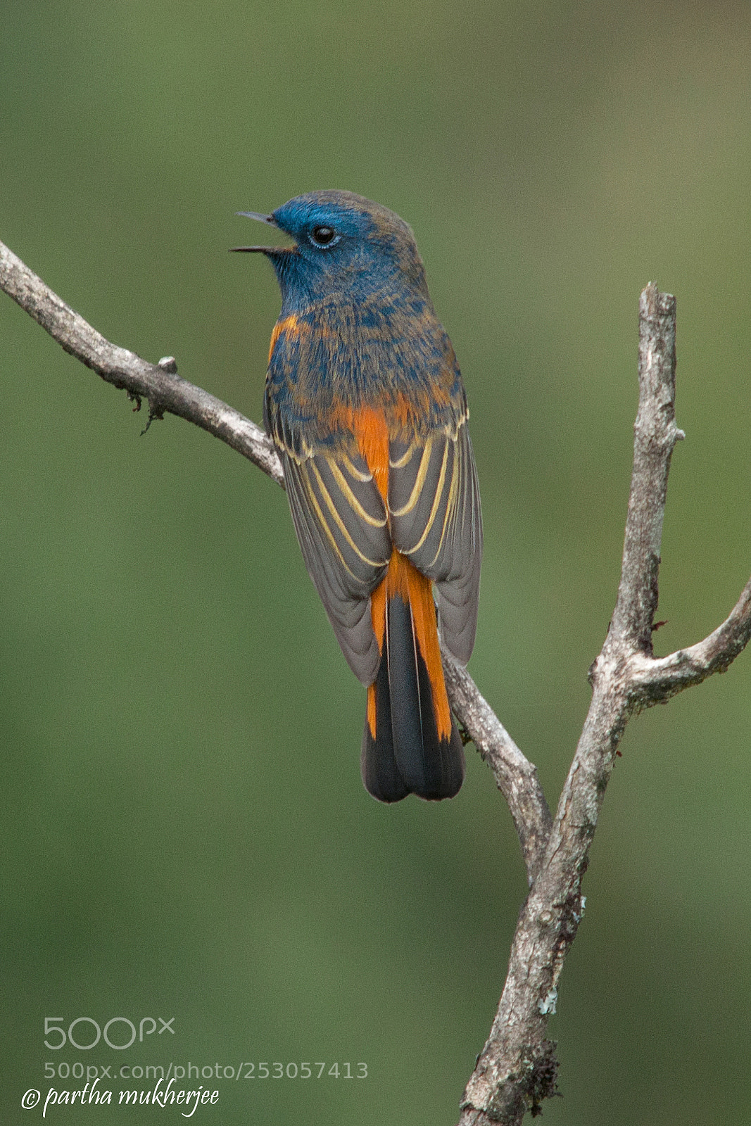 Nikon D5000 sample photo. Blue froanted redstart photography