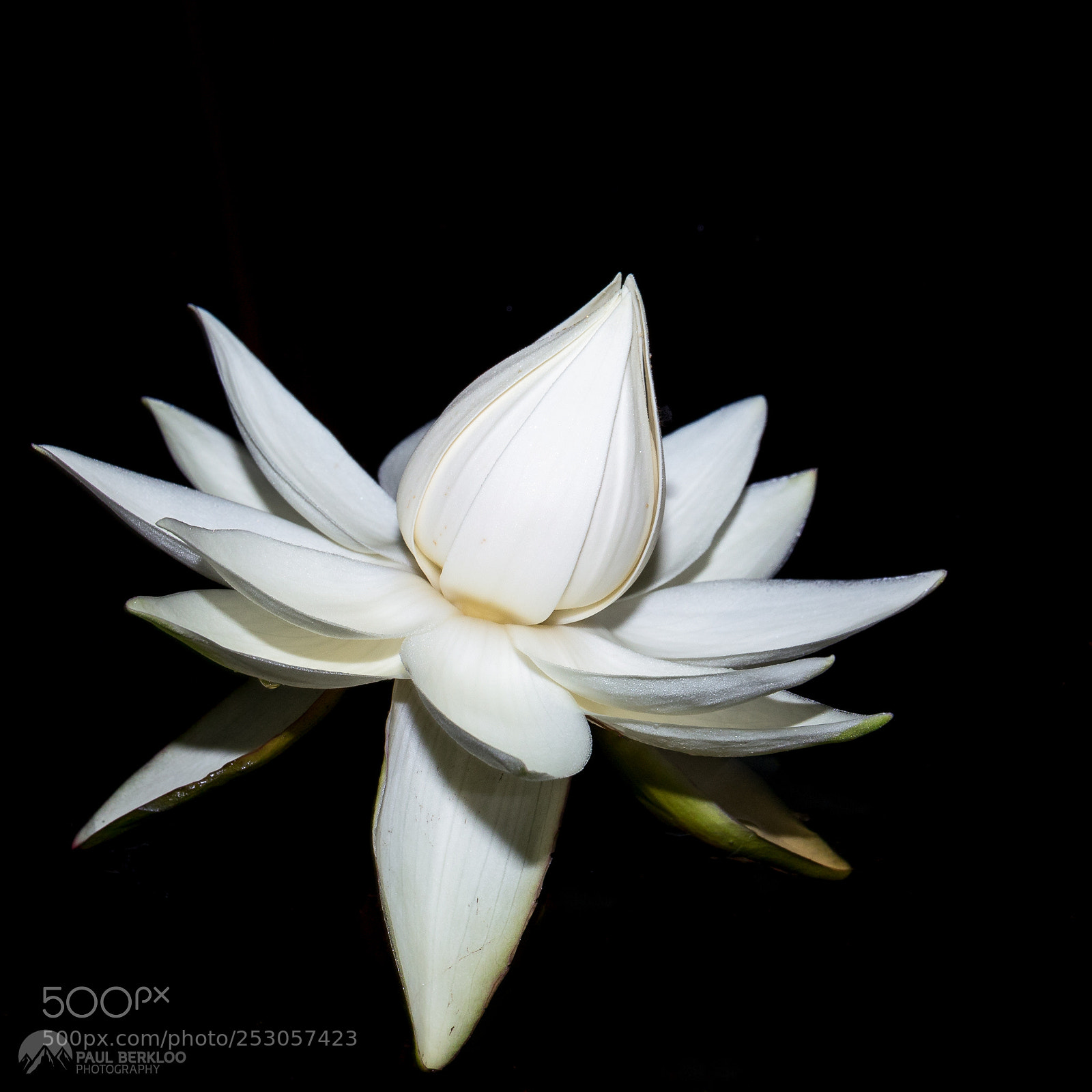 Canon EOS 5D Mark IV sample photo. Victoria amazonica in guyana photography